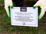 В Сочи в честь Года единства народов России высадили порядка 30 деревьев