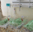 В Сочи выписали первую в 2026 году тройню из перинатального центра - SochiStream.Ru