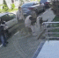 В Сочи начали проверку после нападения стаи собак на девочку и домашнего пса - Sochi24.tv