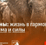 Слоны: жизнь в гармонии силы и разума - СГУ