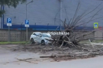В Краснодаре дерево упало на машину