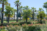 palm.jpg
