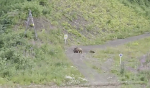 В Сочи сняли на видео медведицу с тремя медвежатами